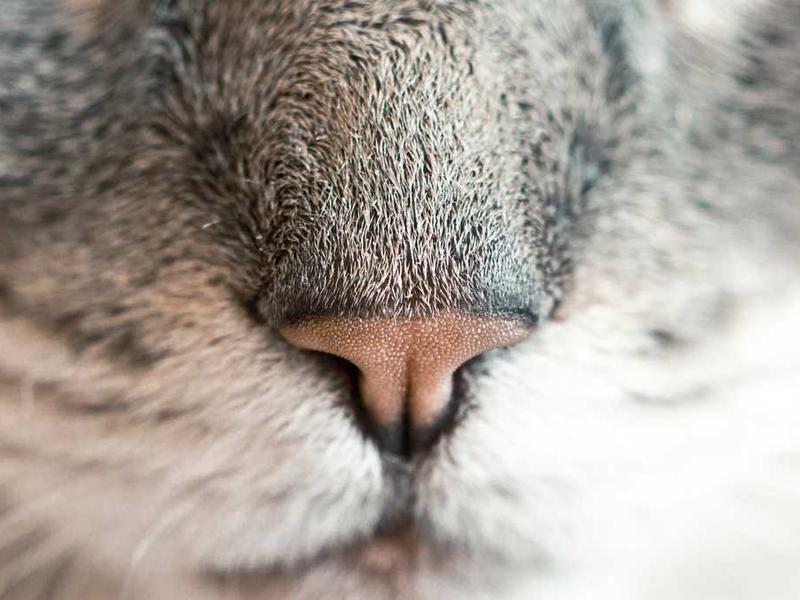 Office Building for Rent - Hargeisa